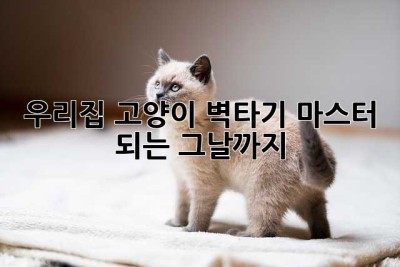 우리집 고양이, 벽타기 마스터 되는 그날까지!