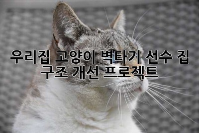 우리집 고양이, 벽타기 선수! 집 구조 개선 프로젝트