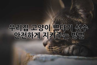 우리집 고양이, 벽타기 선수?! 안전하게 지켜주는 방법