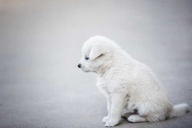 강아지건강관리006.jpg